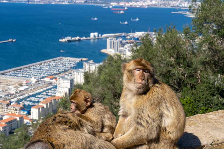 Monos-de-Gibraltar Castillo de Edimburgo