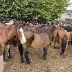 As San Lucas de Mondoñedo: 9 siglos de tradición festiva y ganadera