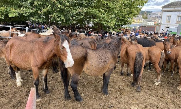 As San Lucas de Mondoñedo: 9 siglos de tradición festiva y ganadera