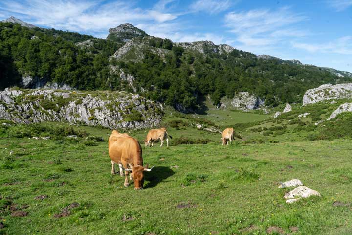 vacas-covadonga Castillo de Edimburgo