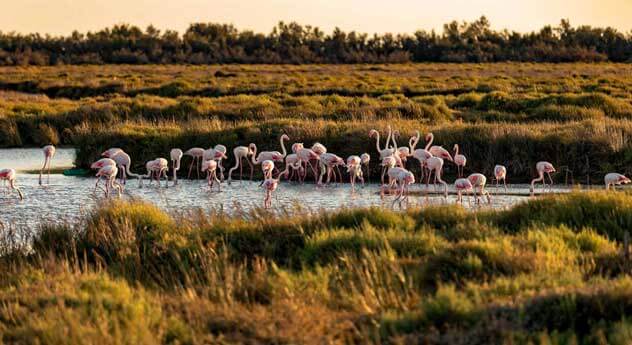 flamencos-en-Doñana Castillo de Edimburgo