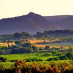 Rutas del vino en Cataluña: qué denominación elegir según el día que tengas