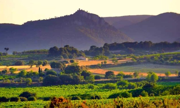 Rutas del vino en Cataluña: qué denominación elegir según el día que tengas